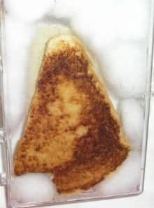 Teleplastia en una tostada incorrupta